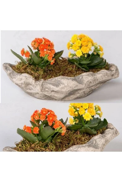 Dekoratif Kayık Saksıda kalanşo Kalanchoe - Resim 2