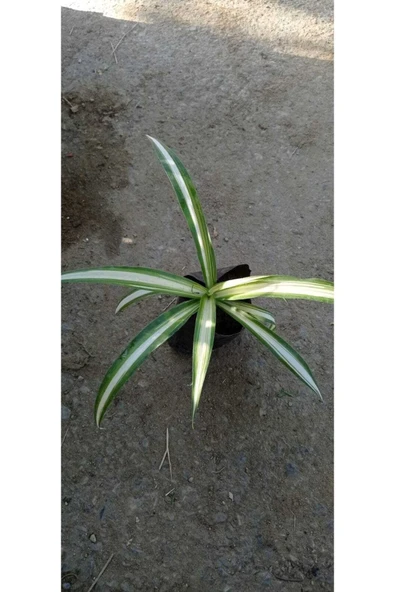 Kurdele Çiçeği ürün görseli