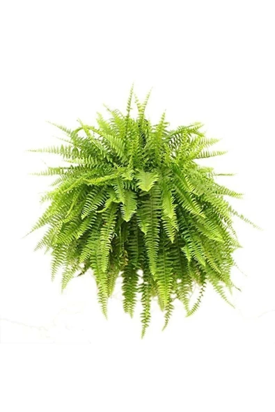 Aşk Merdiveni [fujer] - Resim 2