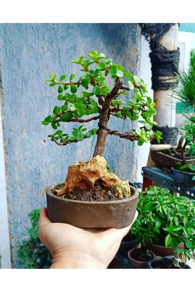 Bonsai Para Ağacı Dekoratif Saksıda