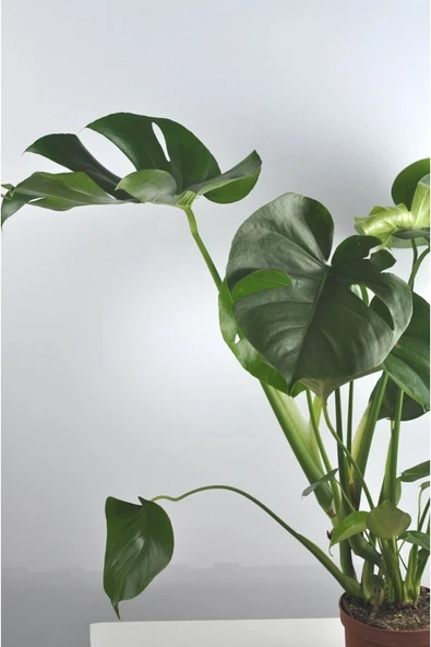 Deve Tabanı Büyük Boy Monstera Deliciosa 2 - Resim 3