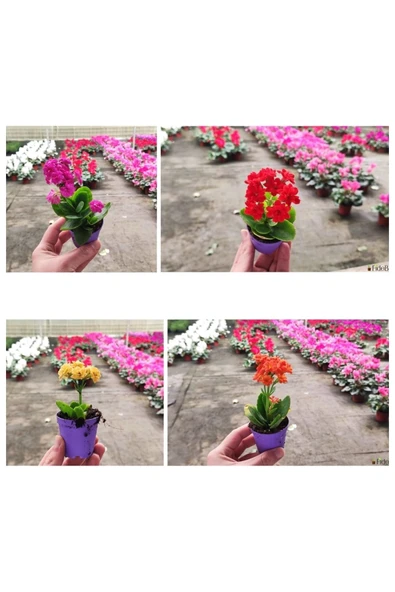 10 Adet Mezarlığa Uygun Kabir Tipi karışık renklerde Kalanşo Fidesi kalanchoe - 2
