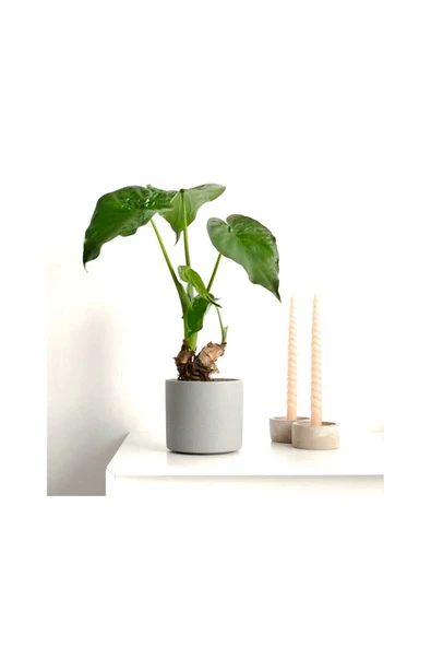 Alocasia cucullata fil kulağı hediyelik dekotatif saksıda - Resim 2