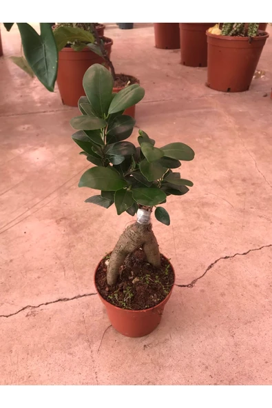 Ficus Ginseng Bonsai - Resim 2
