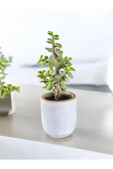 Mini Bonsai Para Ağacı Dekoratif Beton Saksıda 0866 - 3
