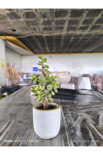 Mini Bonsai Para Ağacı Dekoratif Beton Saksıda 870866 - Resim 8
