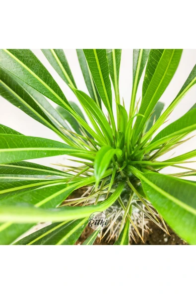 Pachypodium Lamerei (10.5 cm Saksıda) Madagaskar Palmiyesi Tropik Kaktüs - Resim 4