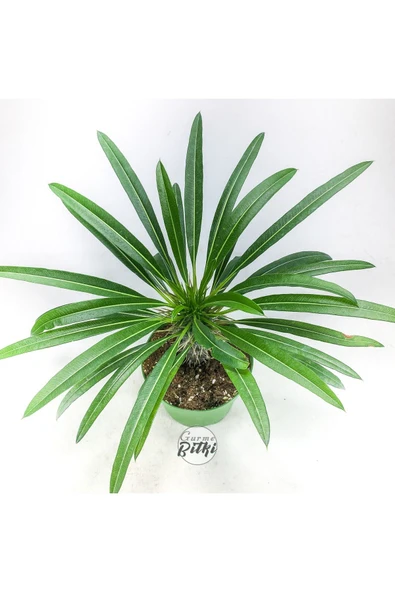 Pachypodium Lamerei (10.5 cm Saksıda) Madagaskar Palmiyesi Tropik Kaktüs - Resim 3