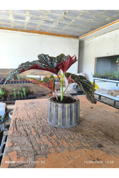 Beton Sütün Saksıda Çilli Begonya 01 - 7