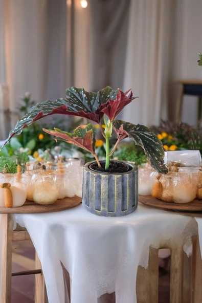 Beton Sütün Saksıda Çilli Begonya 01 - 4