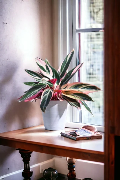 Taş Saksıda stromanthe dua çiçeği bitkisi 01afil - Resim 2