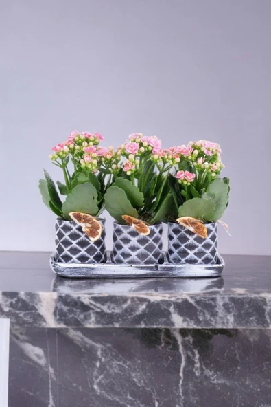 Dekoratif Taş saksılarda kalanşo bitkileri kalanchoe 001lpd - 1