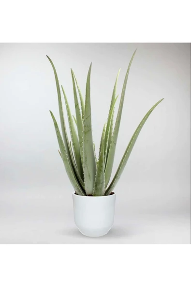 Dekoratif Saksıda Aloevera 7+9 Yaş - Resim 2