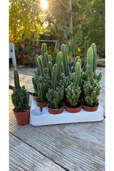 Cereus Peruvianus - Resim 2