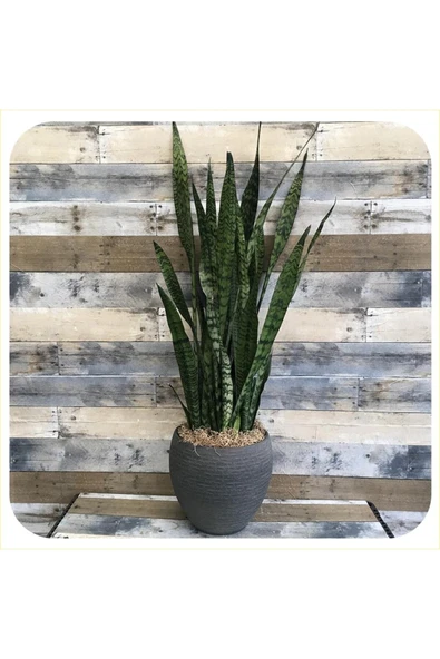 Peygamber Kılıcı Paşa Kılıcı Dekoratif Özel Saksılı ürün görseli 1