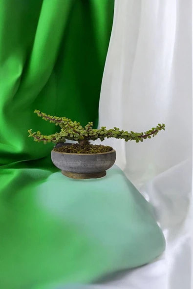 Bonsai Yeşim Ağacı Dekoratif Taş Saksıda - Resim 2
