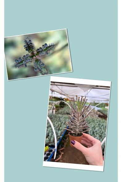 Mavi Aşkın Gözyaşı Bitkisi Kampanya ürün görseli