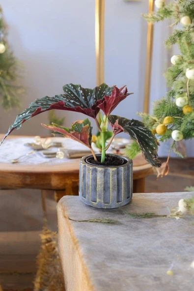 Beton Sütün Saksıda Çilli Begonya 01 - 5