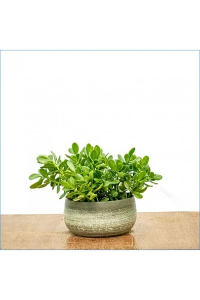 Yetişkin Para Ağacı Bereket Iyi Şans Ve Para Çiçeği Crassula Ovata Özel Beton Saksıda