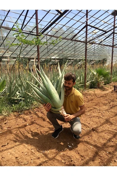 Çok Büyüyen Aloe Vera Bitkisi Fidanı 25 Cm Saksısız Köklü Odunsu Gövde Cinsi - 2