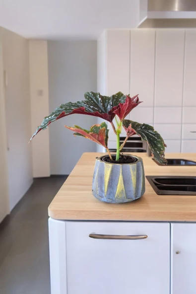 Beton Roma Sütün Saksıda Çilli Begonya 01ci - 4