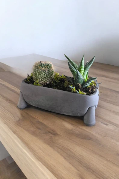 Fil Ayağı Dekoratif Taş Saksıda Mini Aranjman - Resim 2