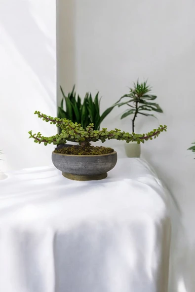 Bonsai Yeşim Ağacı Dekoratif Taş Saksıda - Resim 7