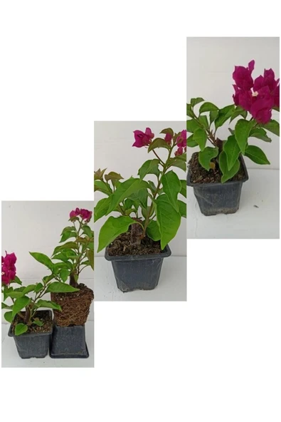 10 adet begonvil fidesi bd - Resim 3