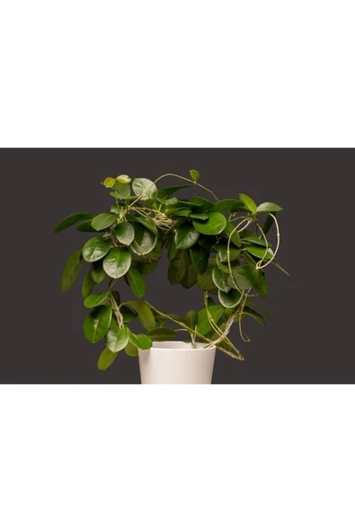 Mum Çiçeği Hoya Carnosa Askılı Saksıda ürün görseli