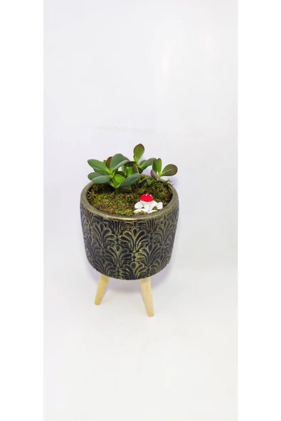 Dekoratif Desenli Saksıda Crassula - 2