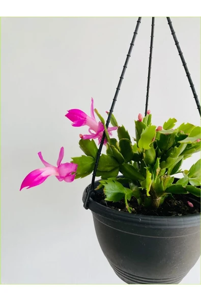 Yılbaşı Çiçeği Askılı Saksıda Schlumbergera 01adana ürün görseli