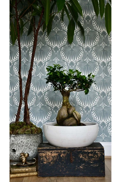 Dekoratif Saksıda Bonsai Ficus Gingseng 2500 gr Gövde 50 cm - Resim 6