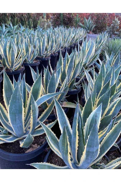 Agave Americana 12 cm Çapında Üretim Saksısında - 3