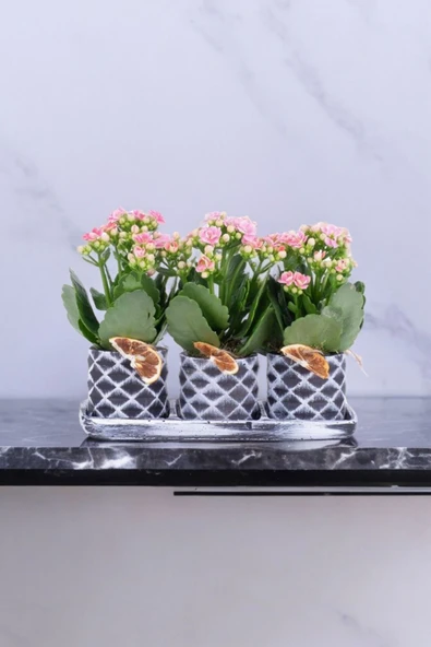 Dekoratif Taş saksılarda kalanşo bitkileri kalanchoe 001lpd - 2