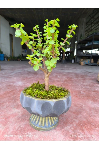 Ayaklı taş saksı da para çiçeği 001 - Resim 4