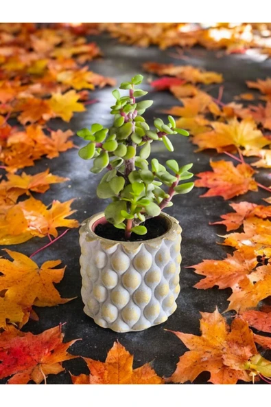 Mini Bonsai Para Ağacı Dekoratif Beton Saksıda - 2