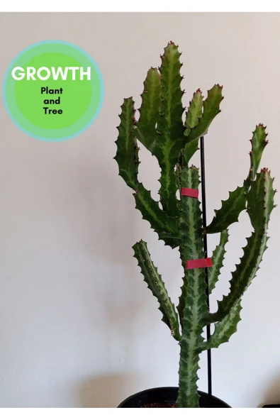 Euphorbia Lactea Kaktüs ürün görseli 1