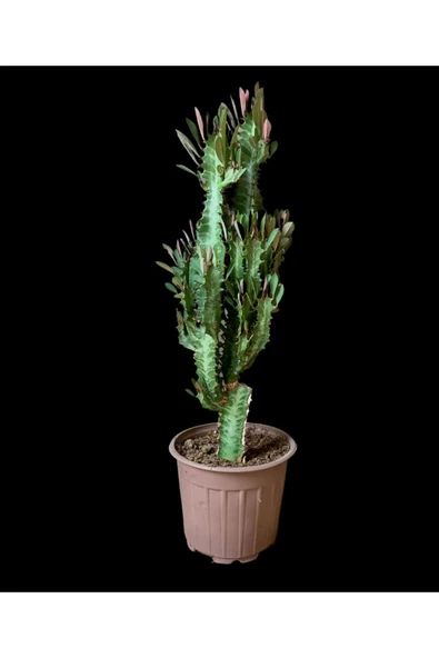 Büyük Boy Süt Ağacı (14 Cm Saksı) - 2