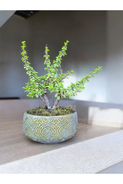 Beton Saksılı Afra Bonsai Yeşim Ağacı ürün görseli 1