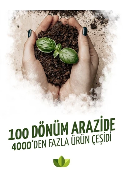 Kazayağı Çiçeği Fidesi 30 Adet 5cm-15cm - Resim 4