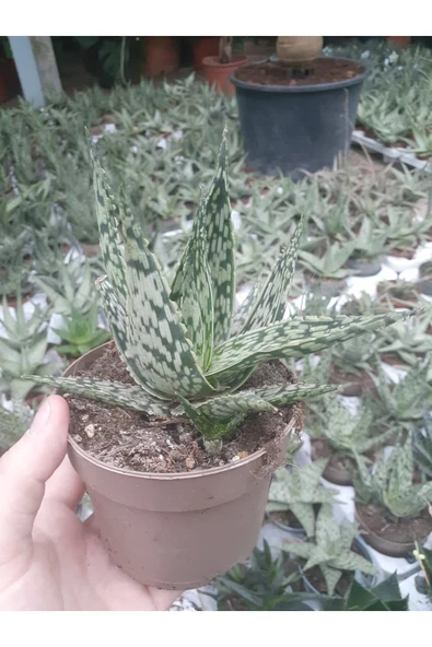 Aloe Variegata - Aloe Vera - 12 Cm Saksıda