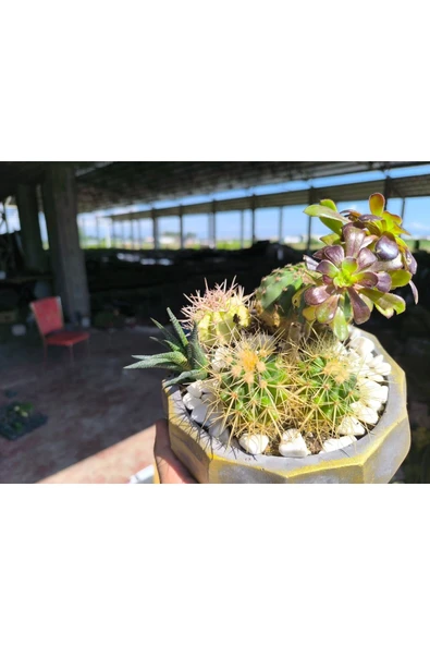 Kaktüs ve sukulent aranjmanı beton saksıda ürün görseli 1