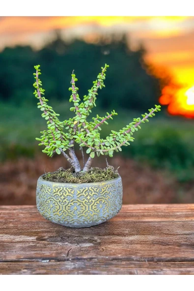 Beton Saksılı Afra Bonsai Yeşim Ağacı - Resim 5