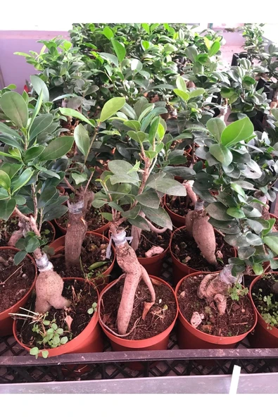 Ficus Ginseng Bonsai - Resim 3