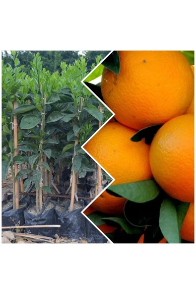 Portakal Fidanı ürün görseli