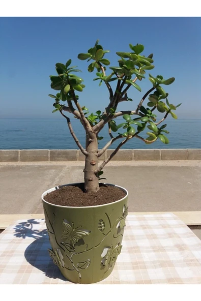 Crassula Ovata- Para Çiçeği- Bereket Bitkisi- 50-65 Cm ürün görseli