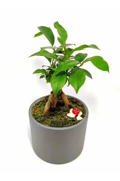 Dekoratif Desenli Saksıda Mini Bonsai - 4