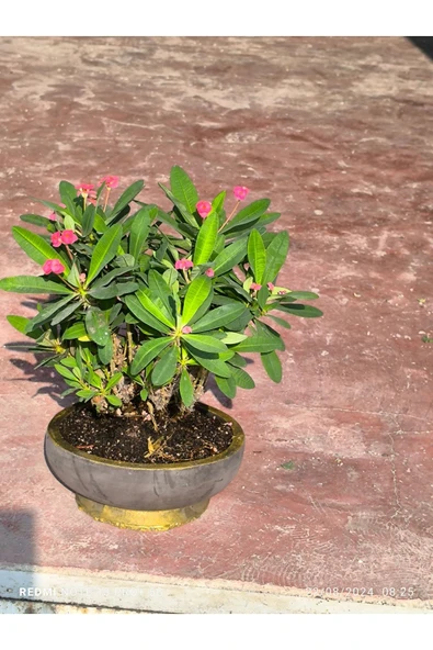 Taş Saksıda Dikenler Tacı No 2 - Resim 7