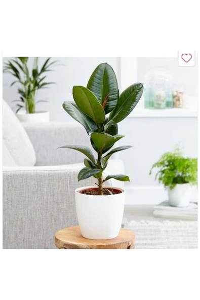 Beyaz Seramik Saksıda Ficus Elastica (Kauçuk Bitkisi) Large ürün görseli