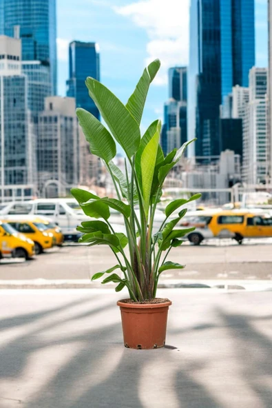 3 gövdeli starriçe plastik üretim saksısında 140-150 cm - Resim 3